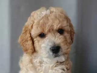 Super lækre Cockerpoo 