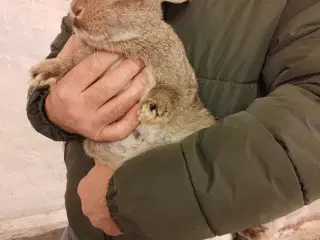 Kaniner - wiener/stor chinchilla unger