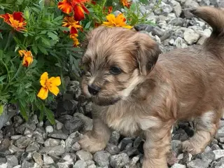 Bichon Havanais hvalpe. 2 tæver og 4hanner