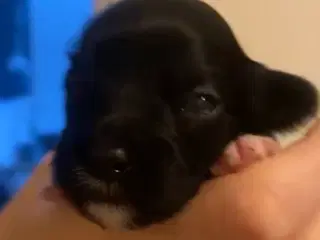 Puddel/shitsu/cotten