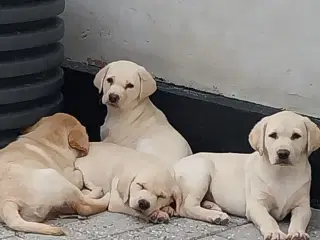 Gule labrador hvalpe.