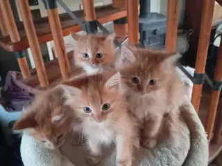 Maincoon/Norsk Skovkat 