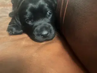 Springador hvalpe 2 hanner. 