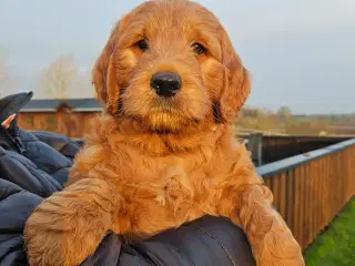 Goldendoodle hvalpe