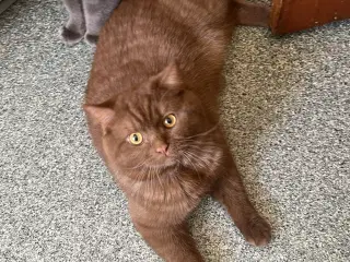 Katte 