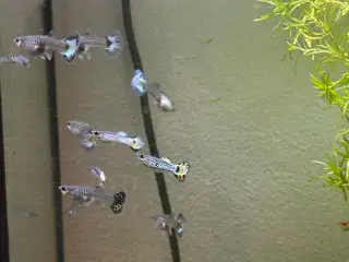 Guppy mix