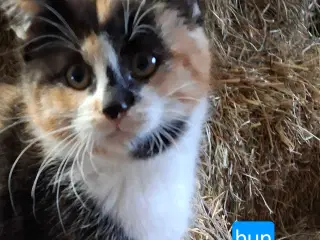 Søde og tamme staldkillinger 