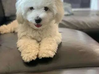 Coton De Tulear 