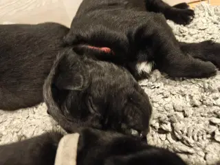 Labrador blandinger