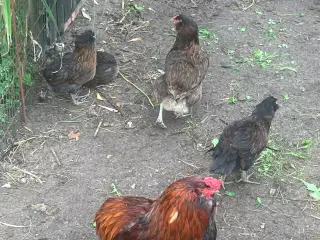 Araucana  , grønlægger