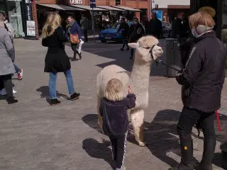 Alpaca, 2 stk. 4.000 - 6.000