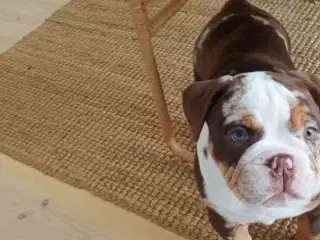 Old english bulldog hvalp 