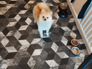 Pomeranian hundnehvalp