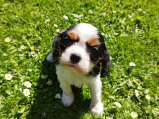 cavalier hvalp