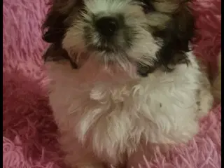 Ægte Shih tzu dreng