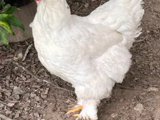 Daggamle kyllinger brahma