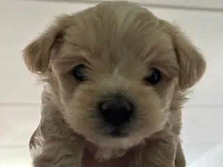 Maltipoo hvalpe - nysgerrige og skønne