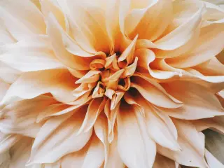 Cafe Au Lait Dahlia - Dahliaknolde til lav pris