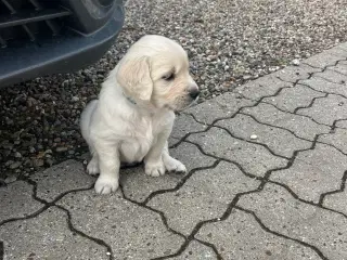 Golden Retriever hvalpe
