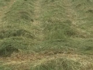 Hø i Morten Korch baller