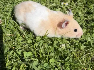 Hamster 