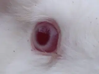 Dk-Landkanin hun unge