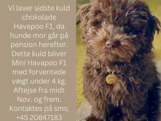 Havapoo F1