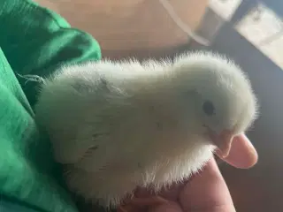 Grønlæggere kyllinger 