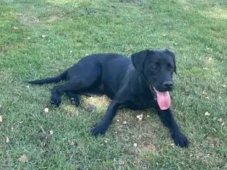 Labrador 