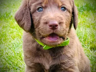 Labradoodles 