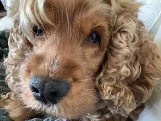 Engelsk cockerspaniel tæve hvalp søges
