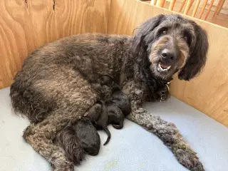 Shepadoodle hvalpe 