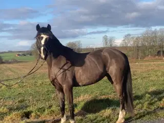 Super lækker Welsh