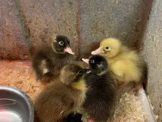 Løbeande ællinger sælges