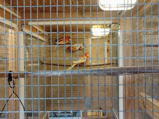 Rosella Rubino parakitter 