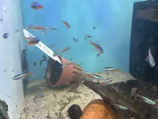 Neon longfin