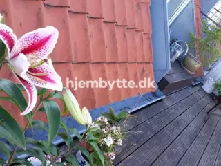 Hjembytte - Stilledal