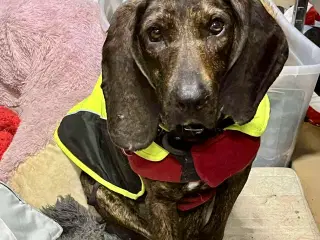 Dejlige og sjove Rollo søger sin 4-ever familie🏡