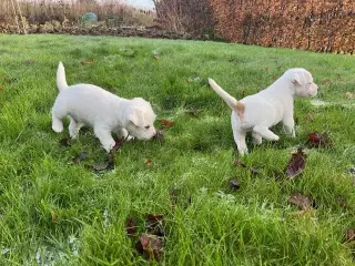 Kom så de HVIIIDE!!