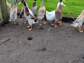 Rugeæg og ællinger fra løbeænder 