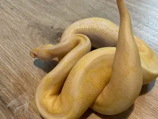 Kongepython 