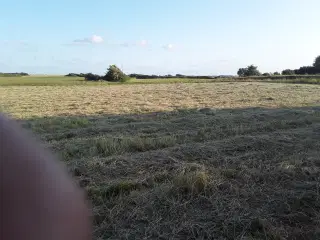 Hø morten korch baller