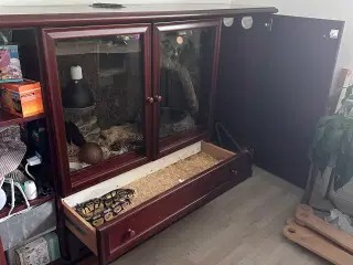 Kongepyton med Terrarium / terrariumskab