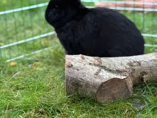 Sød hermelin kanin sælges