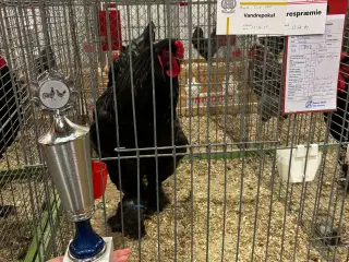 Brahma 1.2