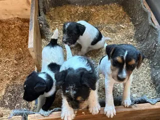 Jack Russell Hund