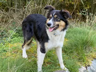 Border collie hvalpe