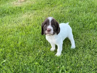 engelsk springer spaniel