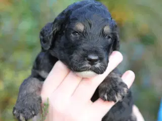 cockerdoodle, cockapoo, doodle