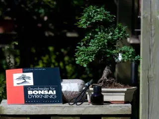 Bonsai Træer, begyndersæt, m.m. sælges